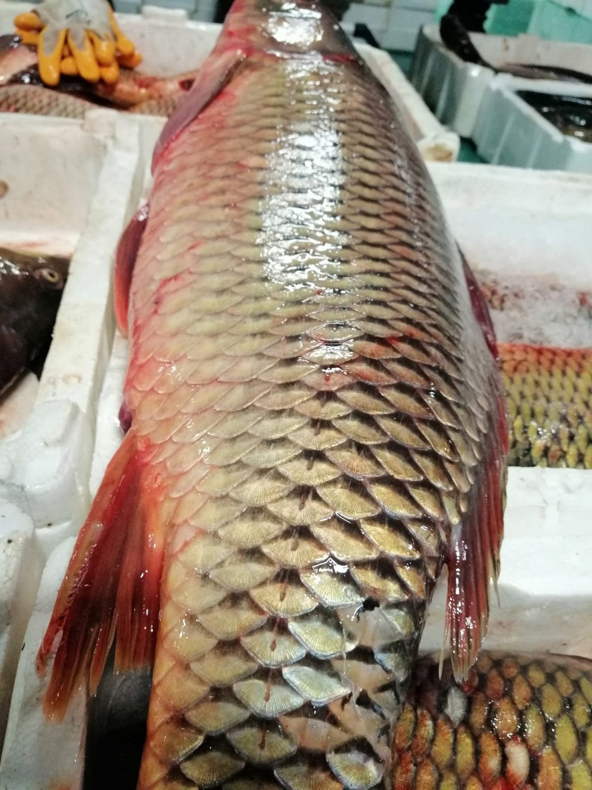 Çayirli Balik (Zeytinburnu Olivium Avm Karşısı)