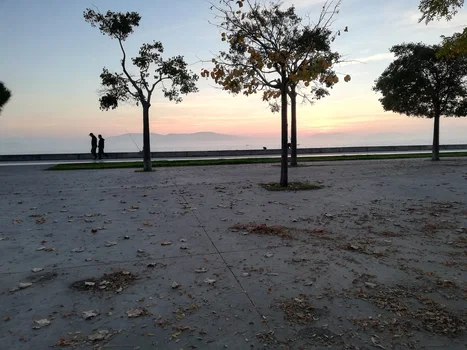 Palmiye Cafe resimleri