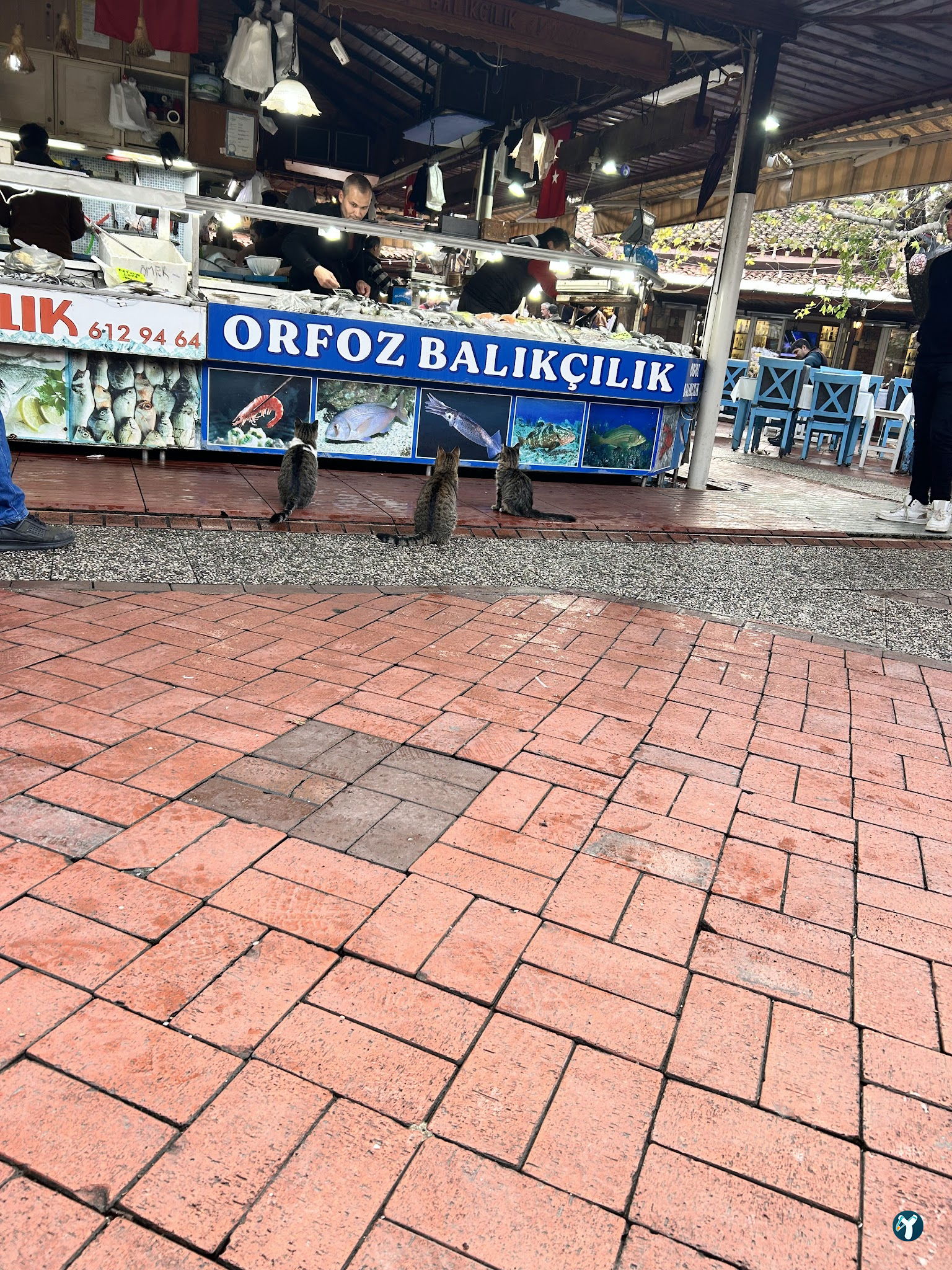 Orfoz Balık Restaurant