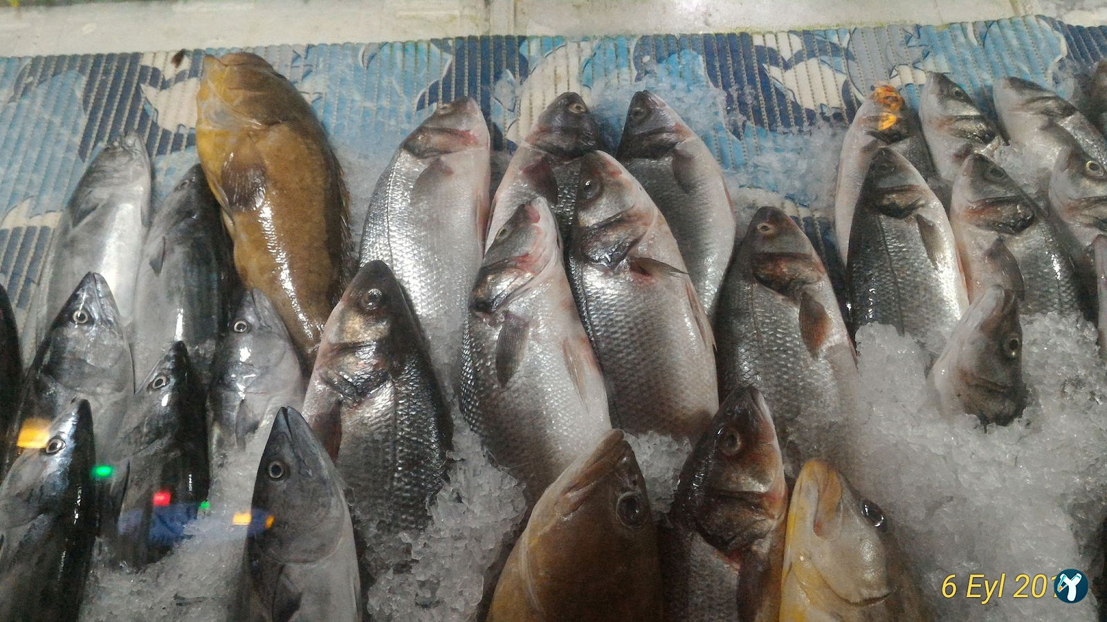 Orfoz Balık Restaurant