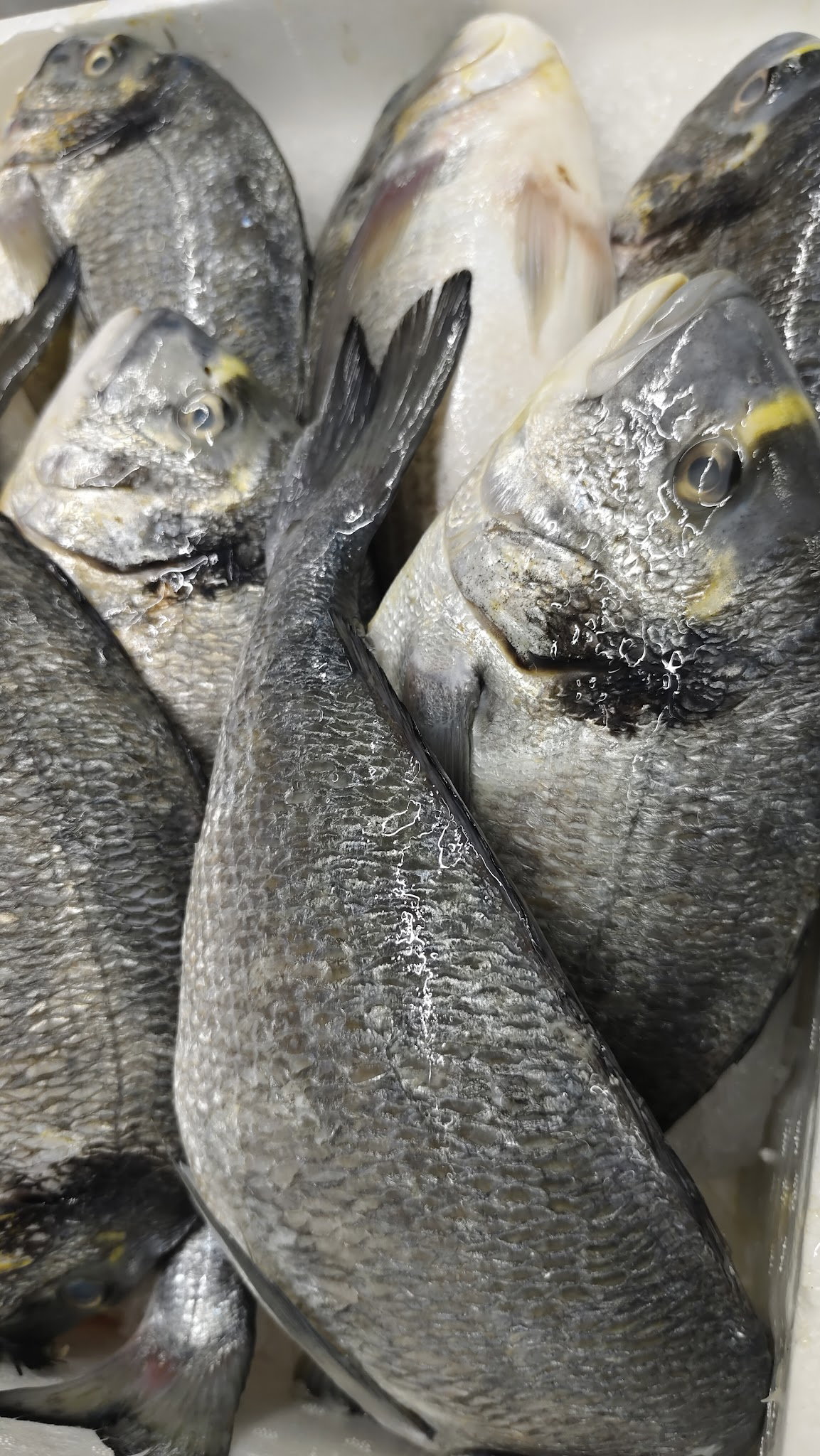 Rota Balık Ümraniye