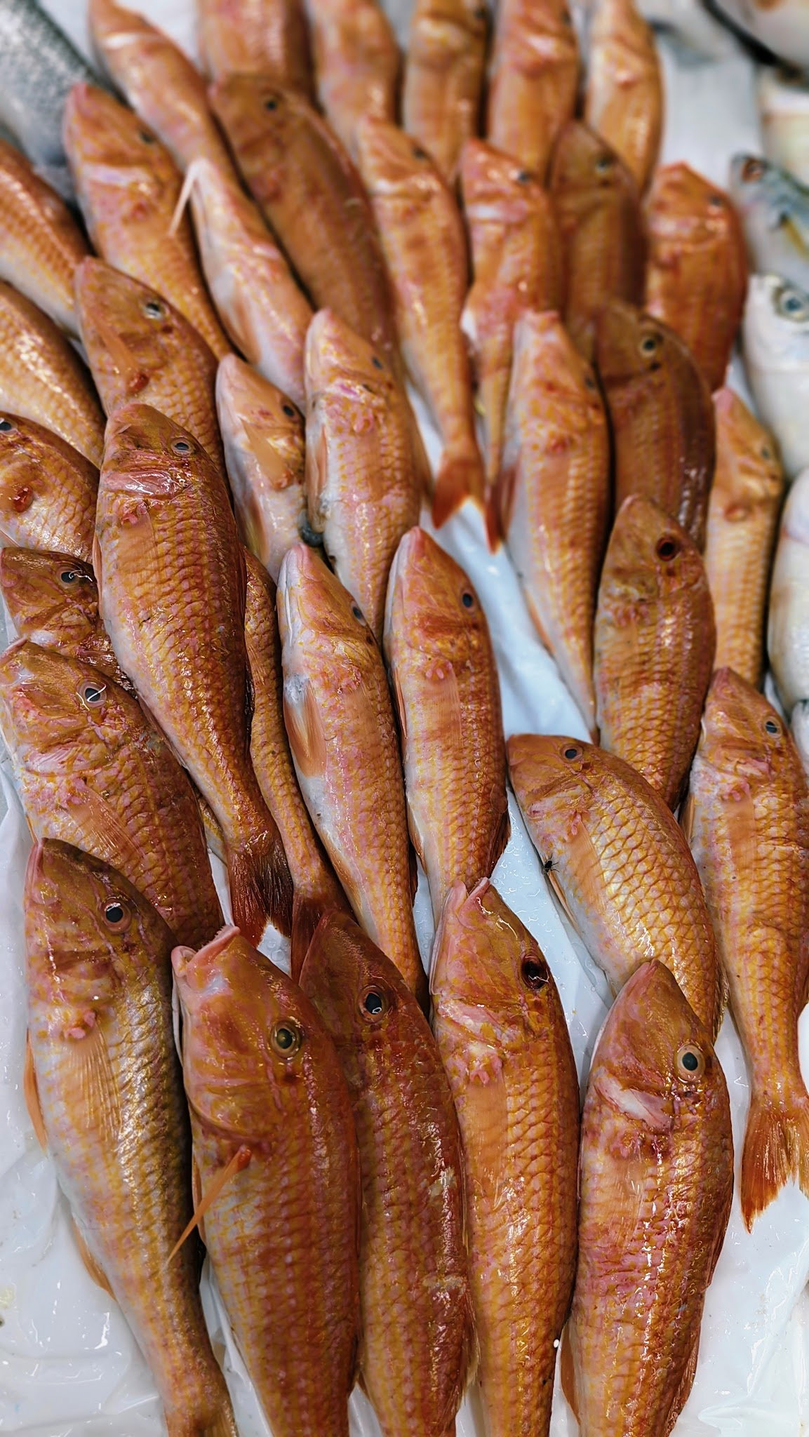 Rota Balık Ümraniye