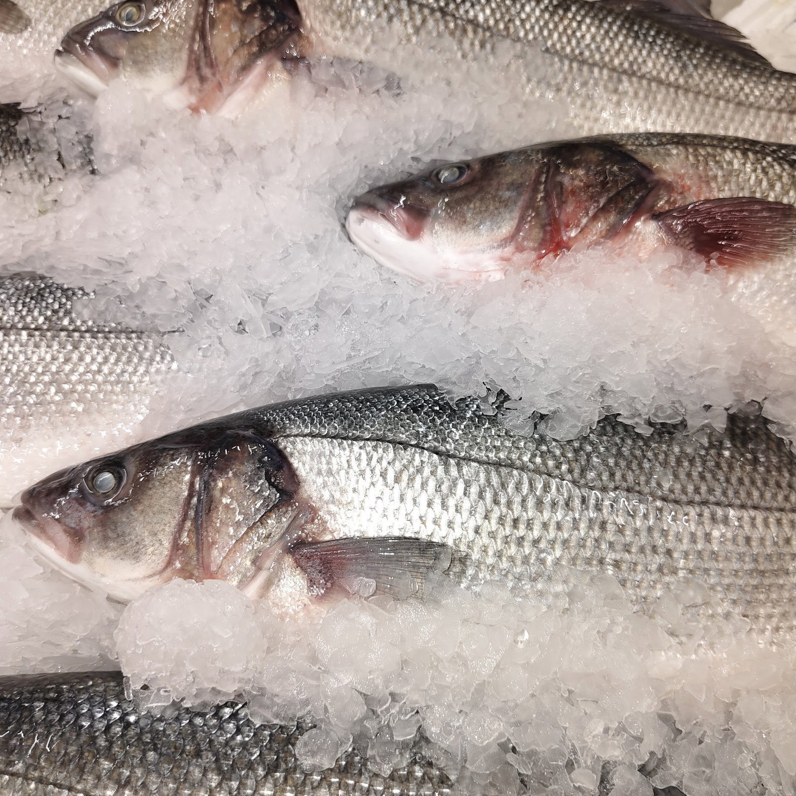 Rota Balık Ümraniye