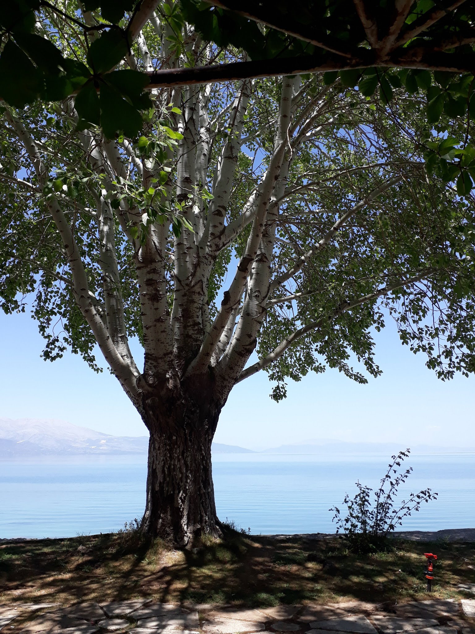 Cagdas Iskender & Kebap