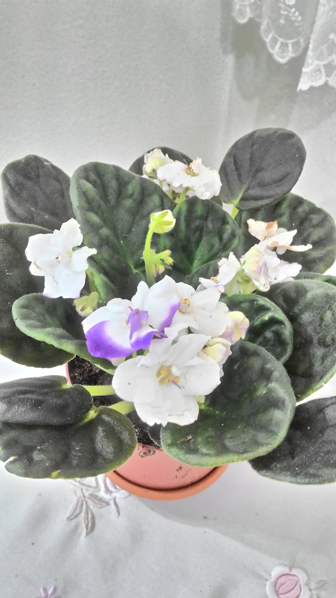 Öz Urfa Konak Kebap