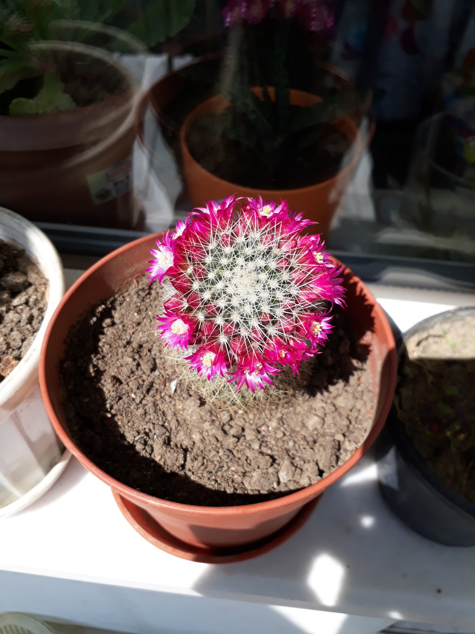 Öz Urfa Konak Kebap