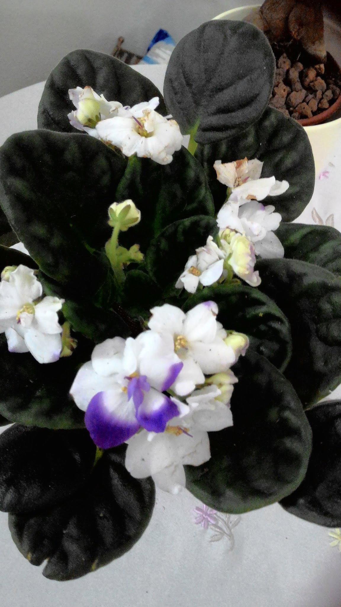 Öz Urfa Konak Kebap