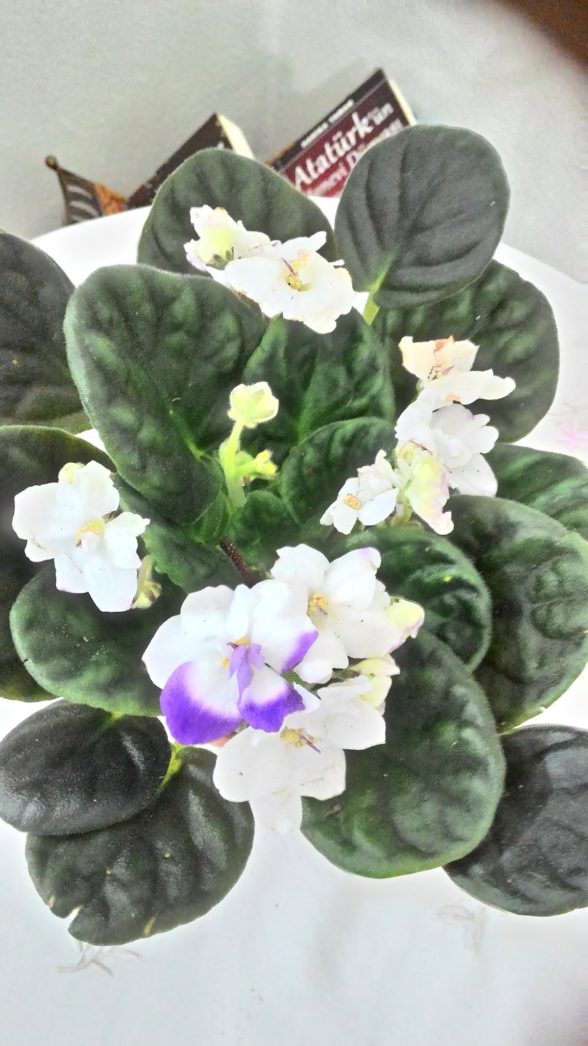 Öz Urfa Konak Kebap