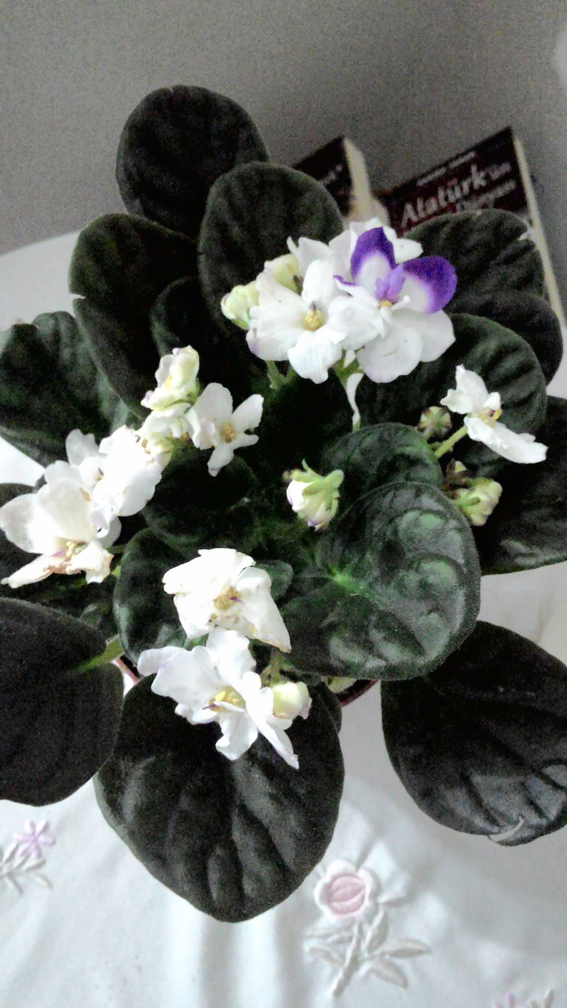 Öz Urfa Konak Kebap