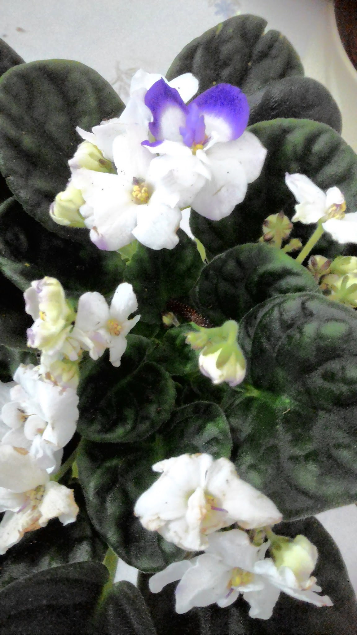 Öz Urfa Konak Kebap