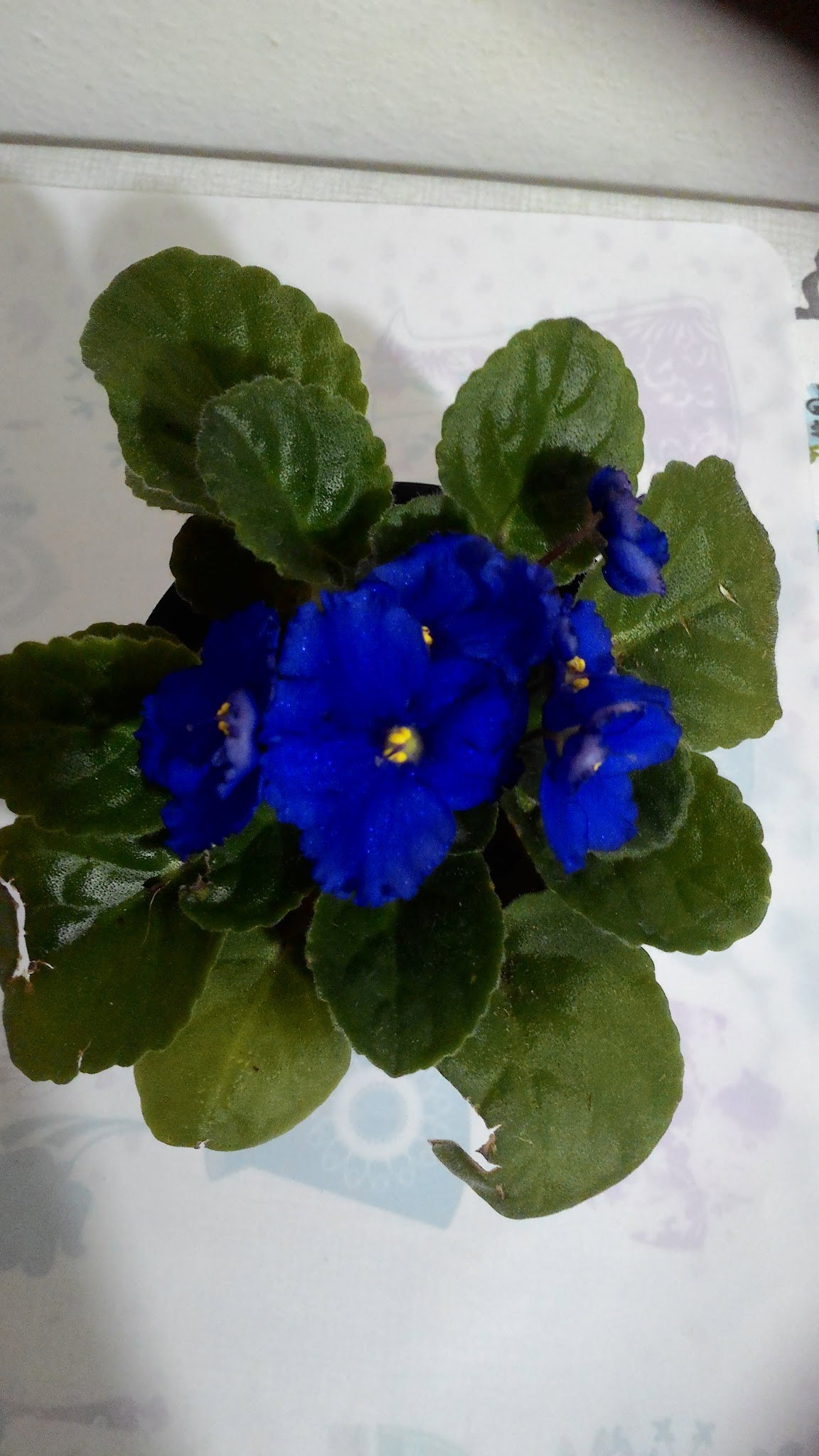 Öz Urfa Konak Kebap