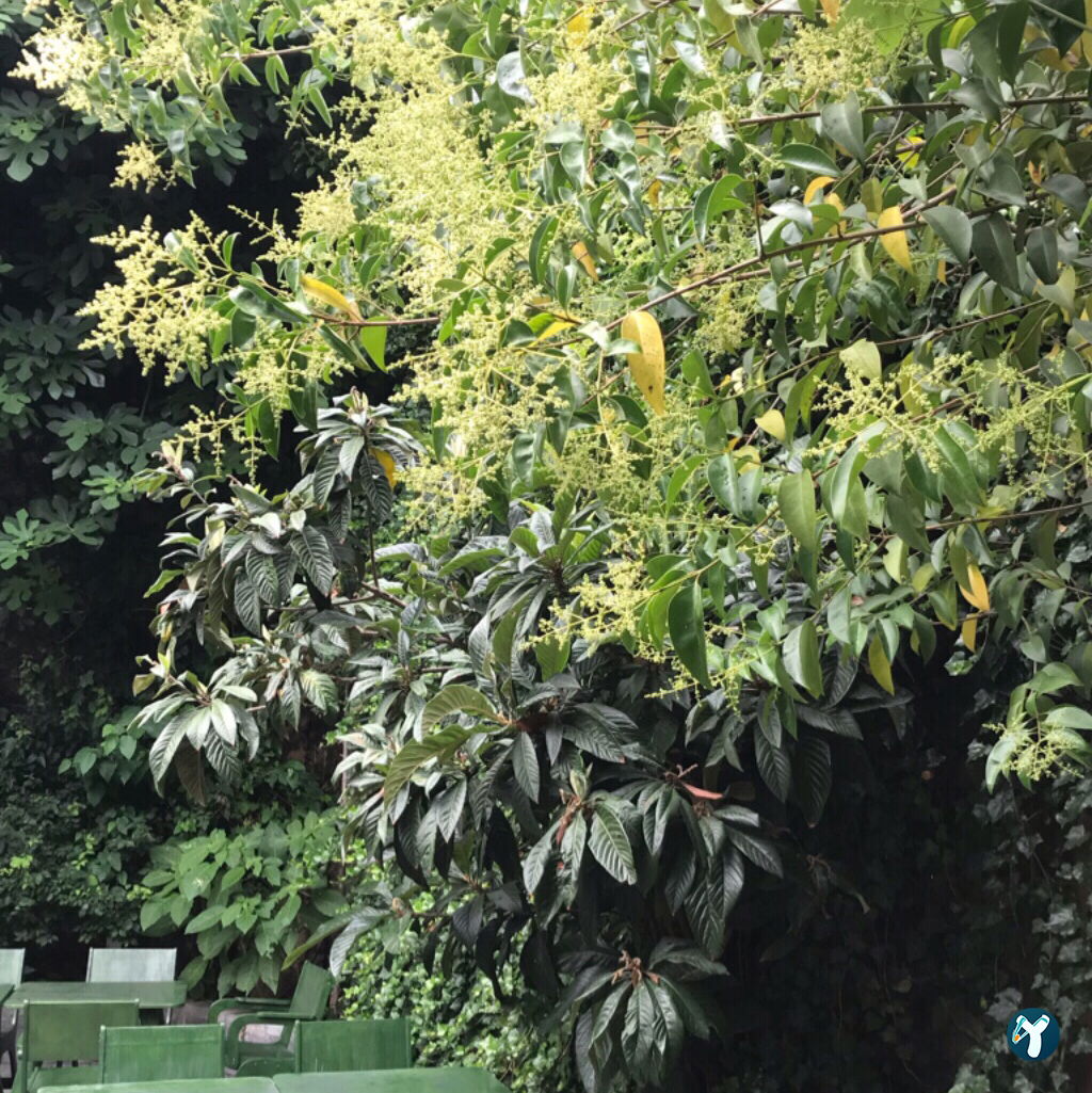 Abbara Coffee