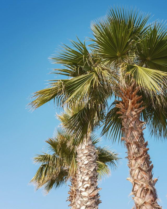 Brekkie Croissant & Cookie