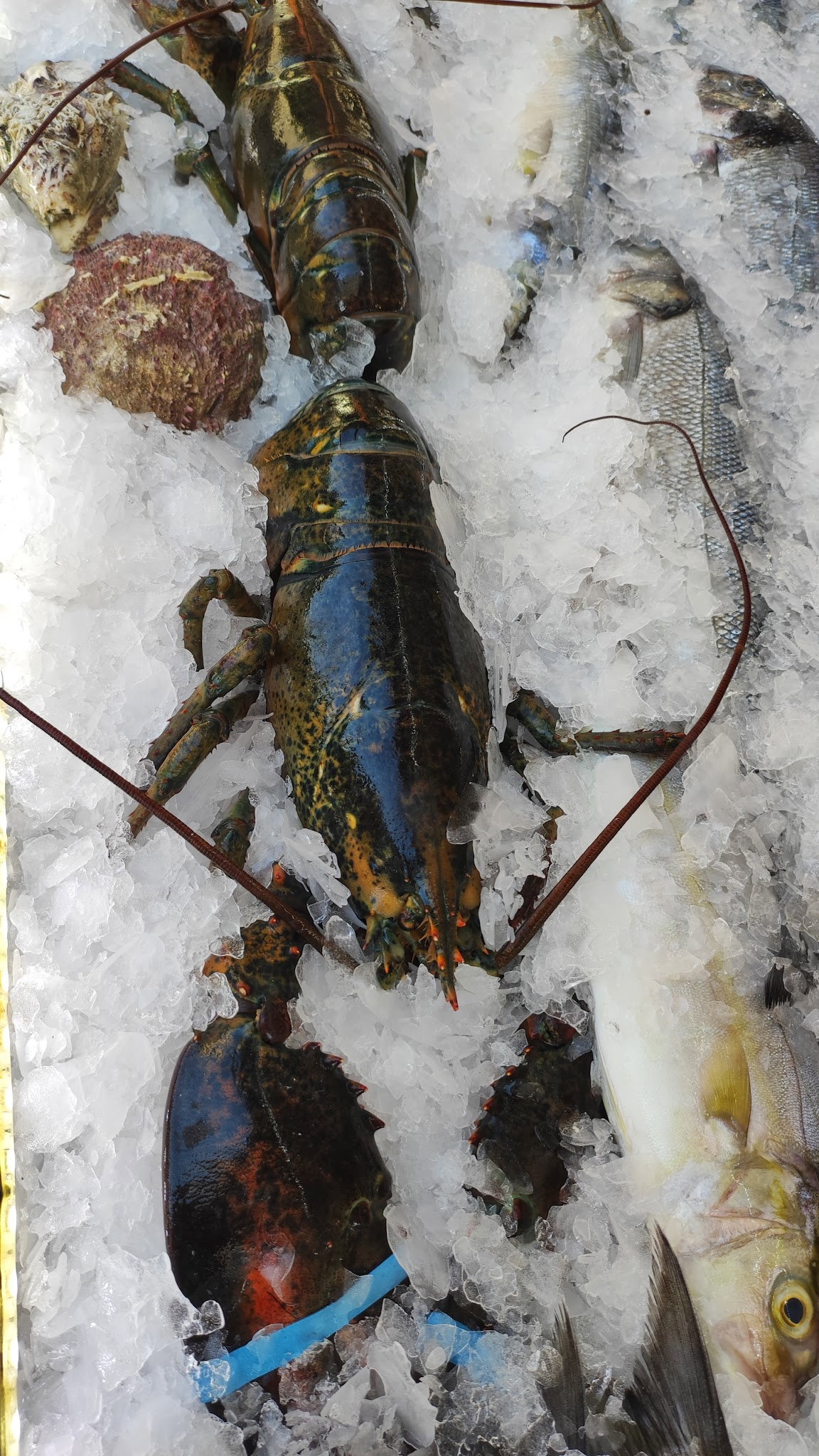 Cadde Balık Restaurant