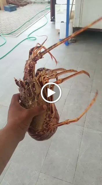 Cadde Balık Restaurant