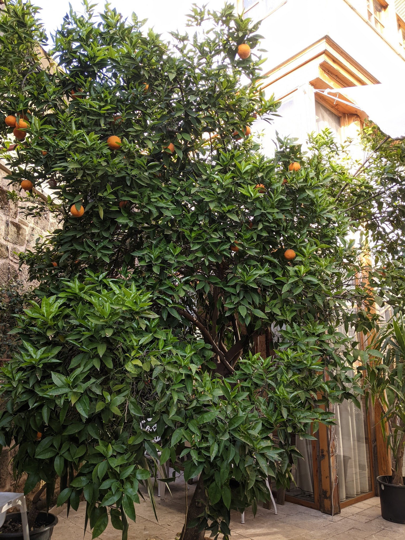 Antique Cafe Restaurant