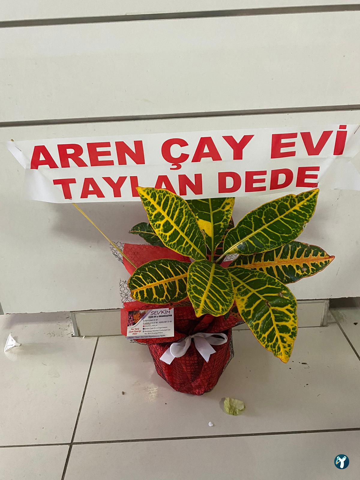 Aren Çay Evi