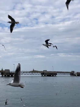 Martı Cafe Zonguldak resimleri