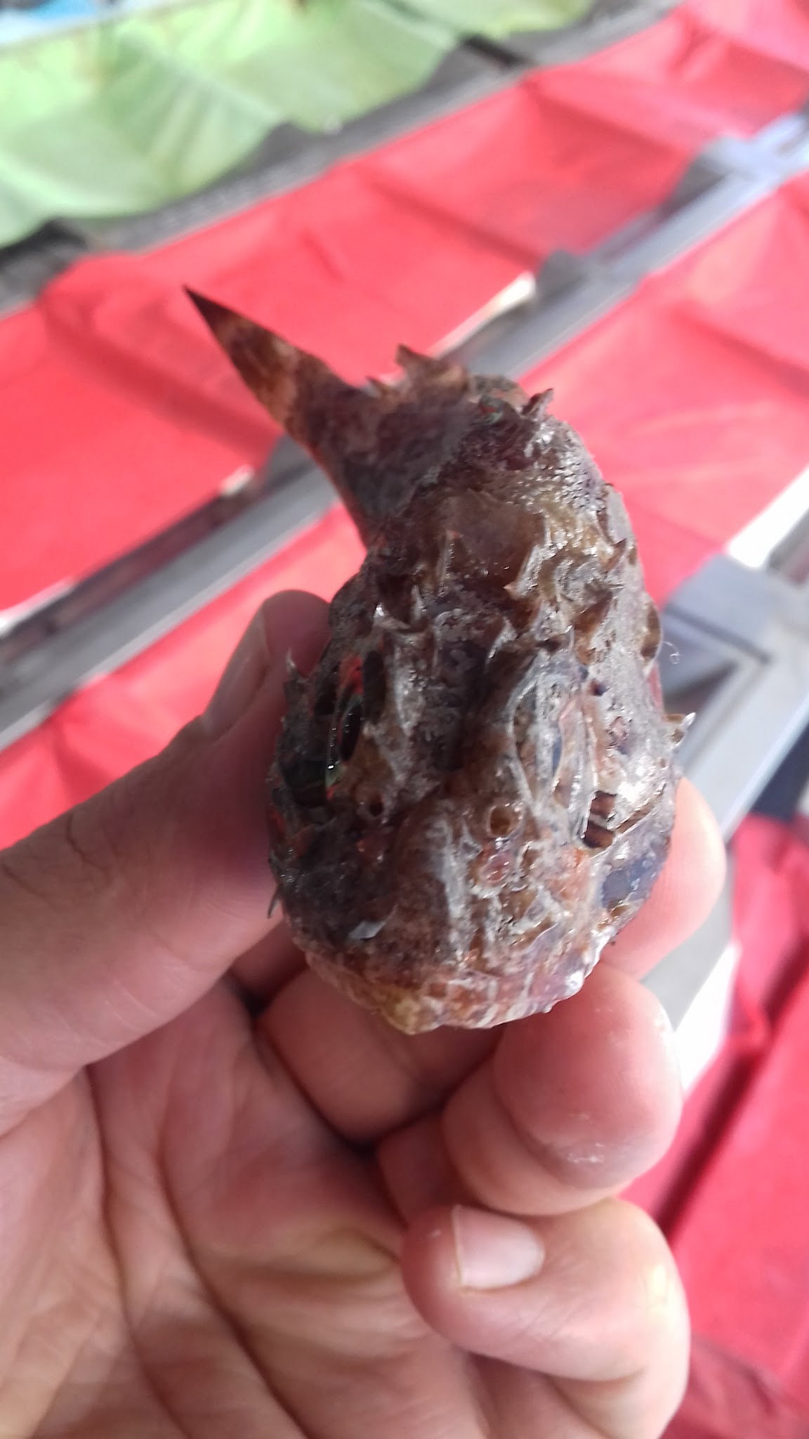 Etimesgut Balık Pişirme Evi