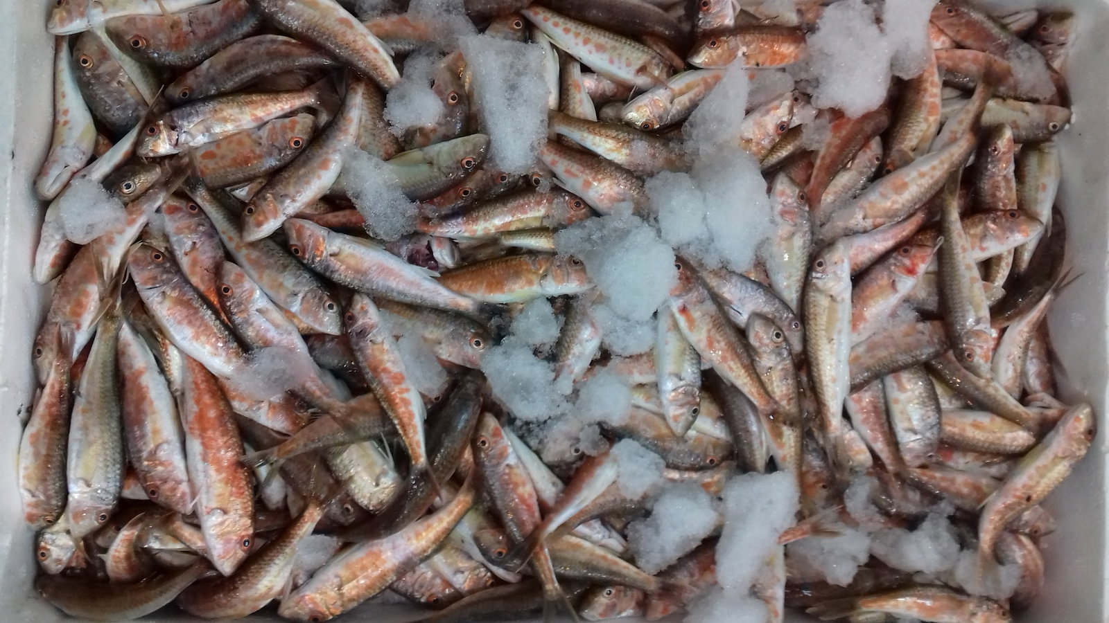 Etimesgut Balık Pişirme Evi