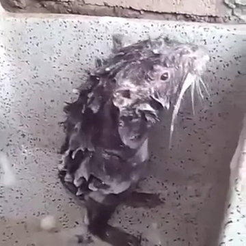 Etimesgut Balık Pişirme Evi