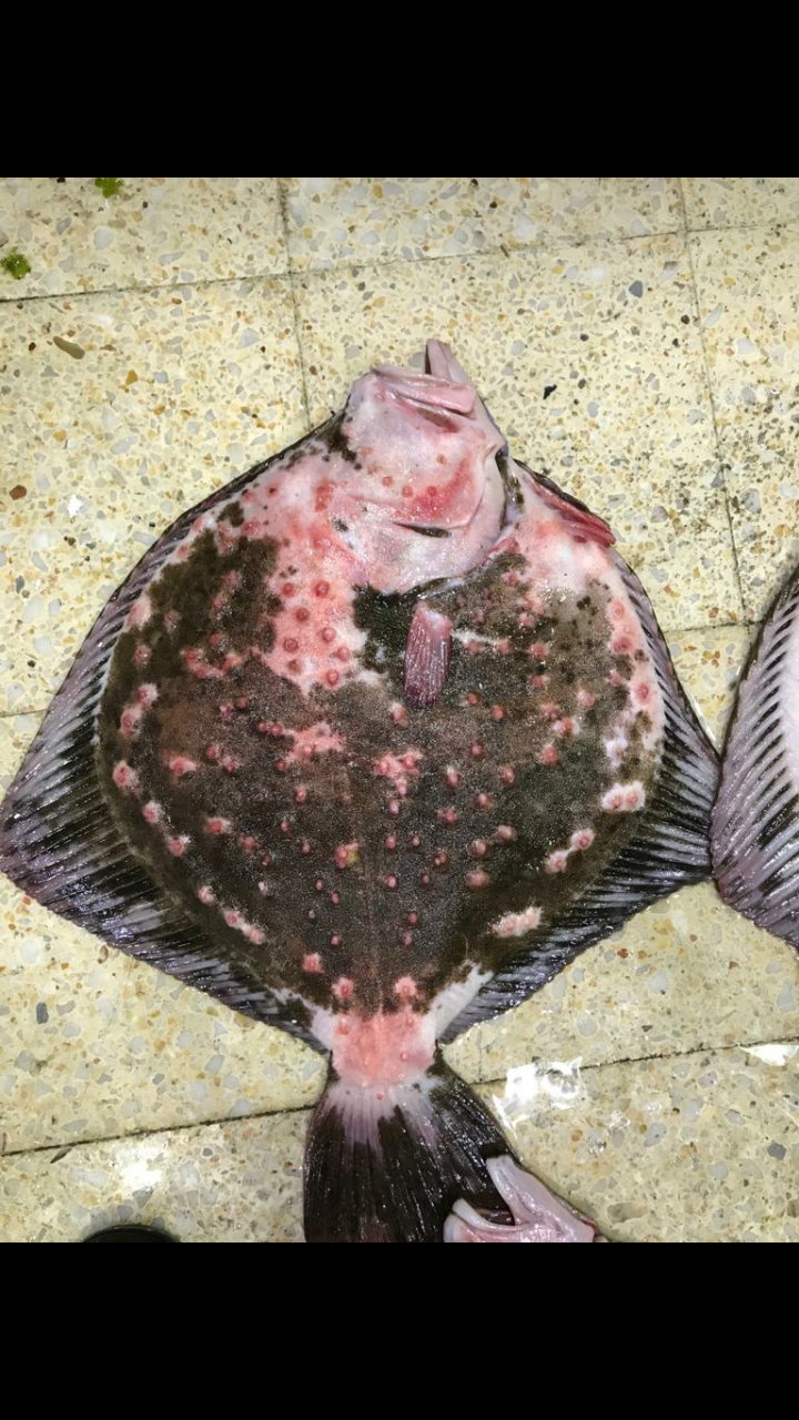 Etimesgut Balık Pişirme Evi