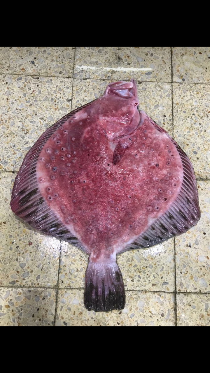 Etimesgut Balık Pişirme Evi