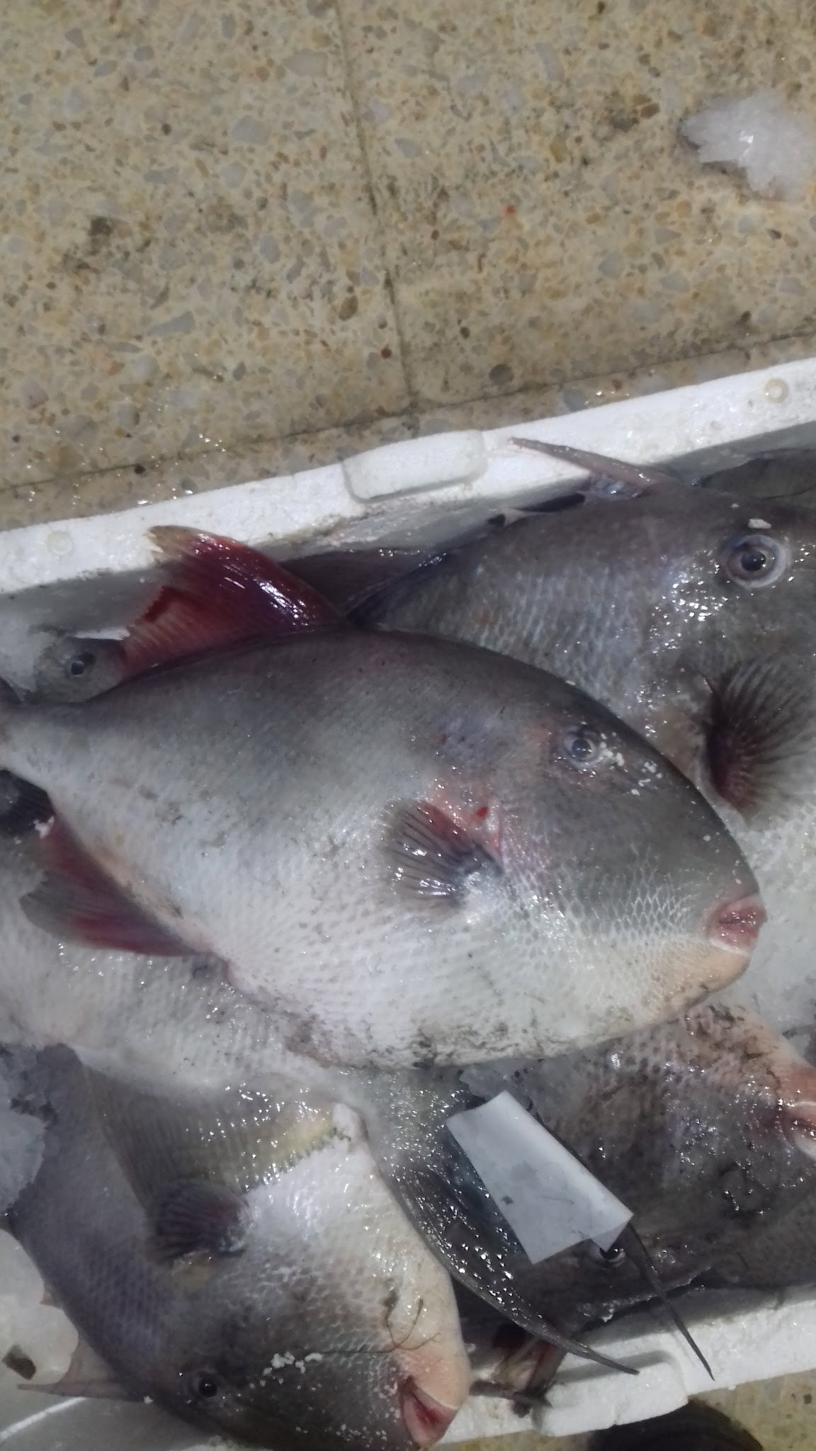 Etimesgut Balık Pişirme Evi