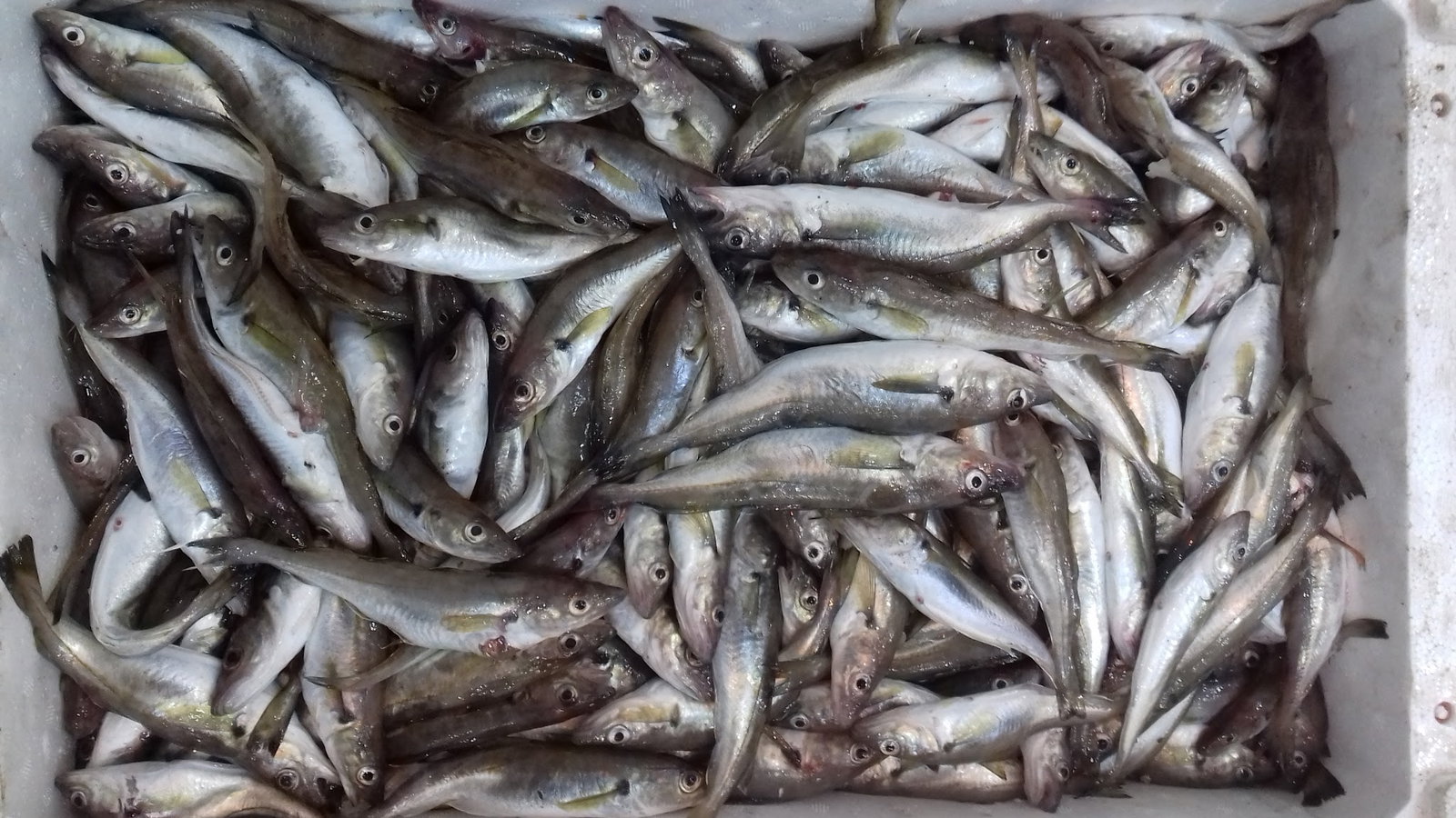 Etimesgut Balık Pişirme Evi