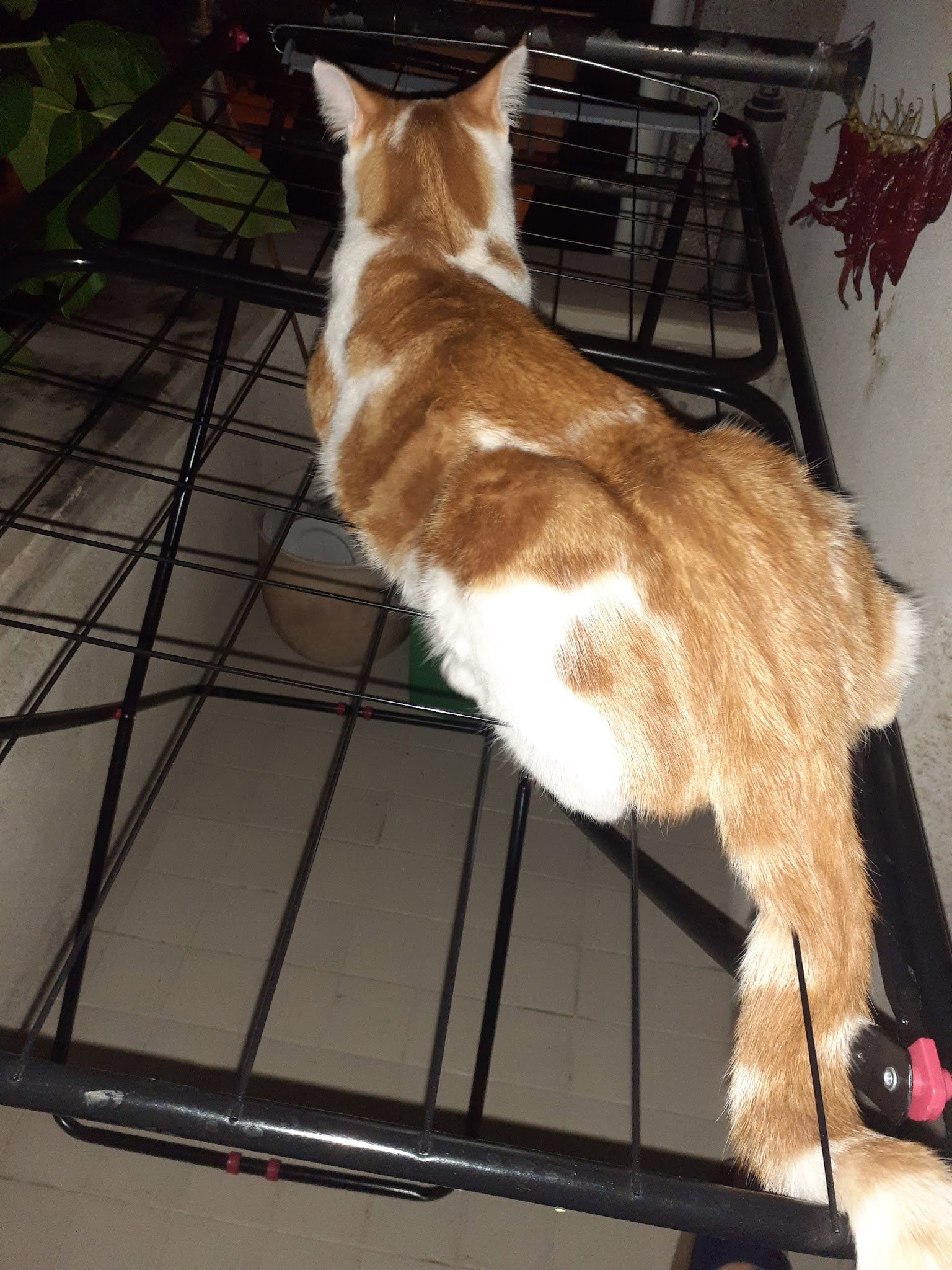 Teras Cafe & Restaurant