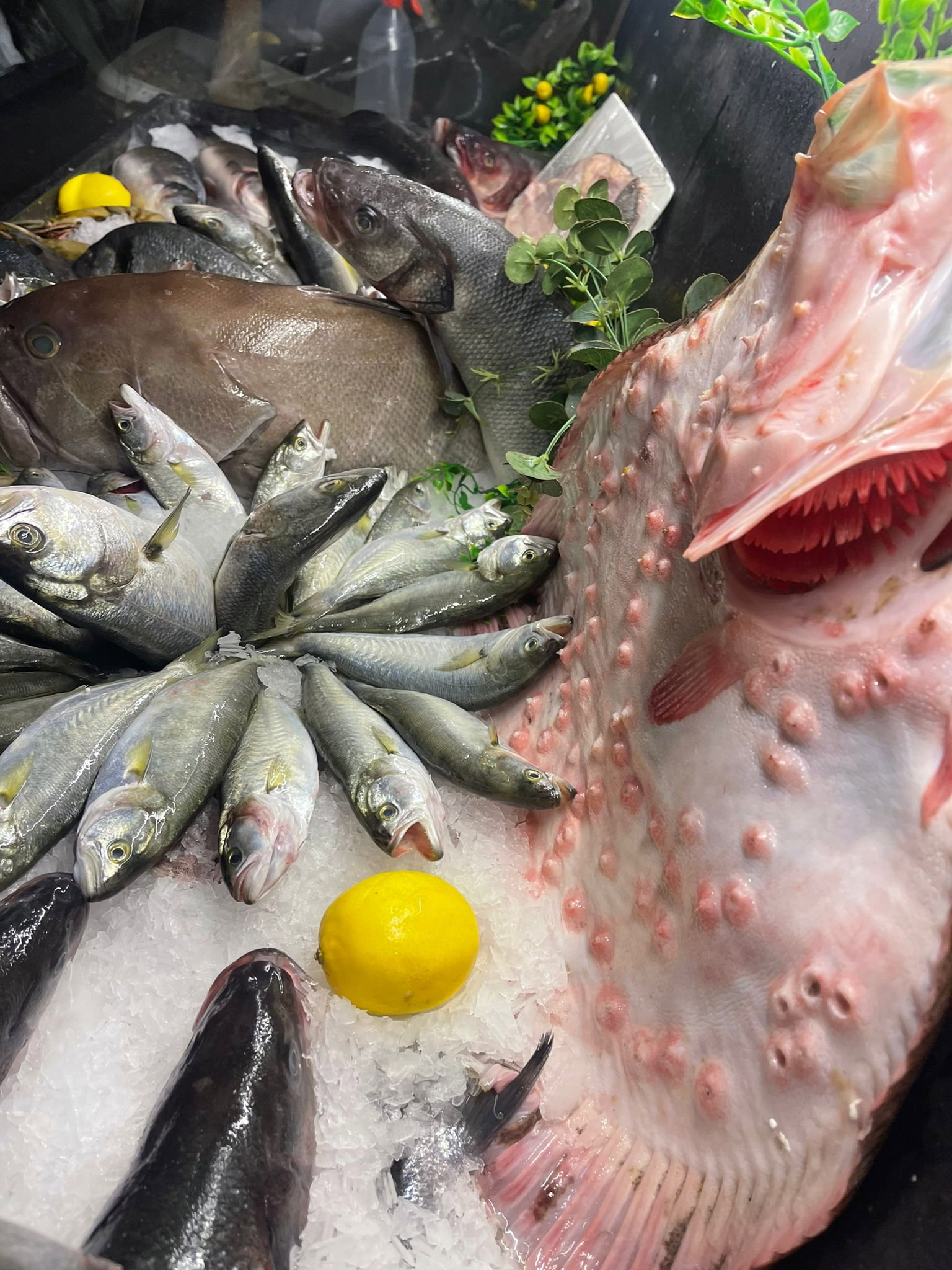 Şen Balıkçı Pişirme Evi