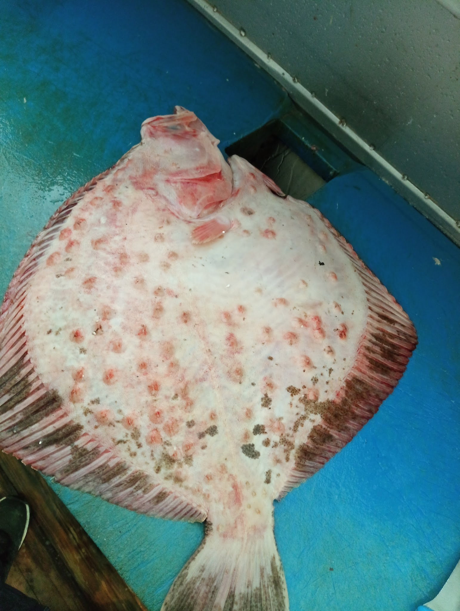 Şen Balıkçı Pişirme Evi