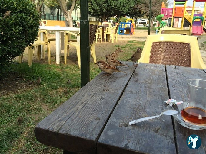 The Cars Cafe (Eski Prestij Cafe)