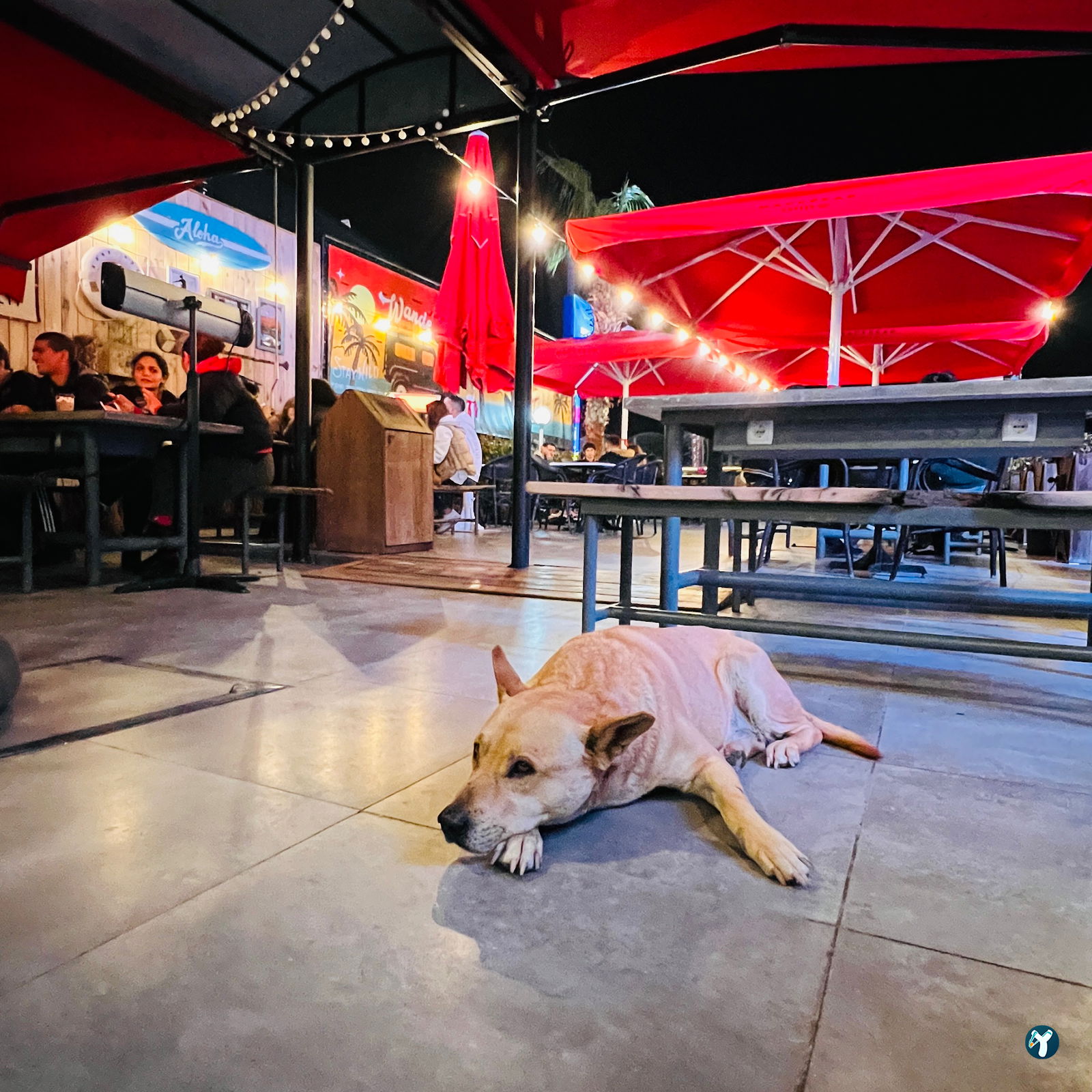 Mackbear Coffee Co. (Antalya/Konyaaltı)