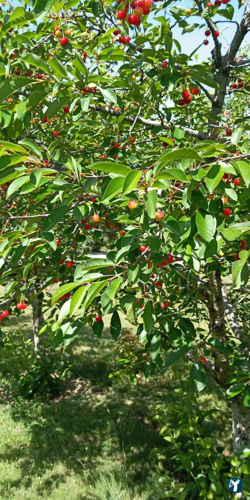 Doktorun Oteli - Kaplıca, Haymana