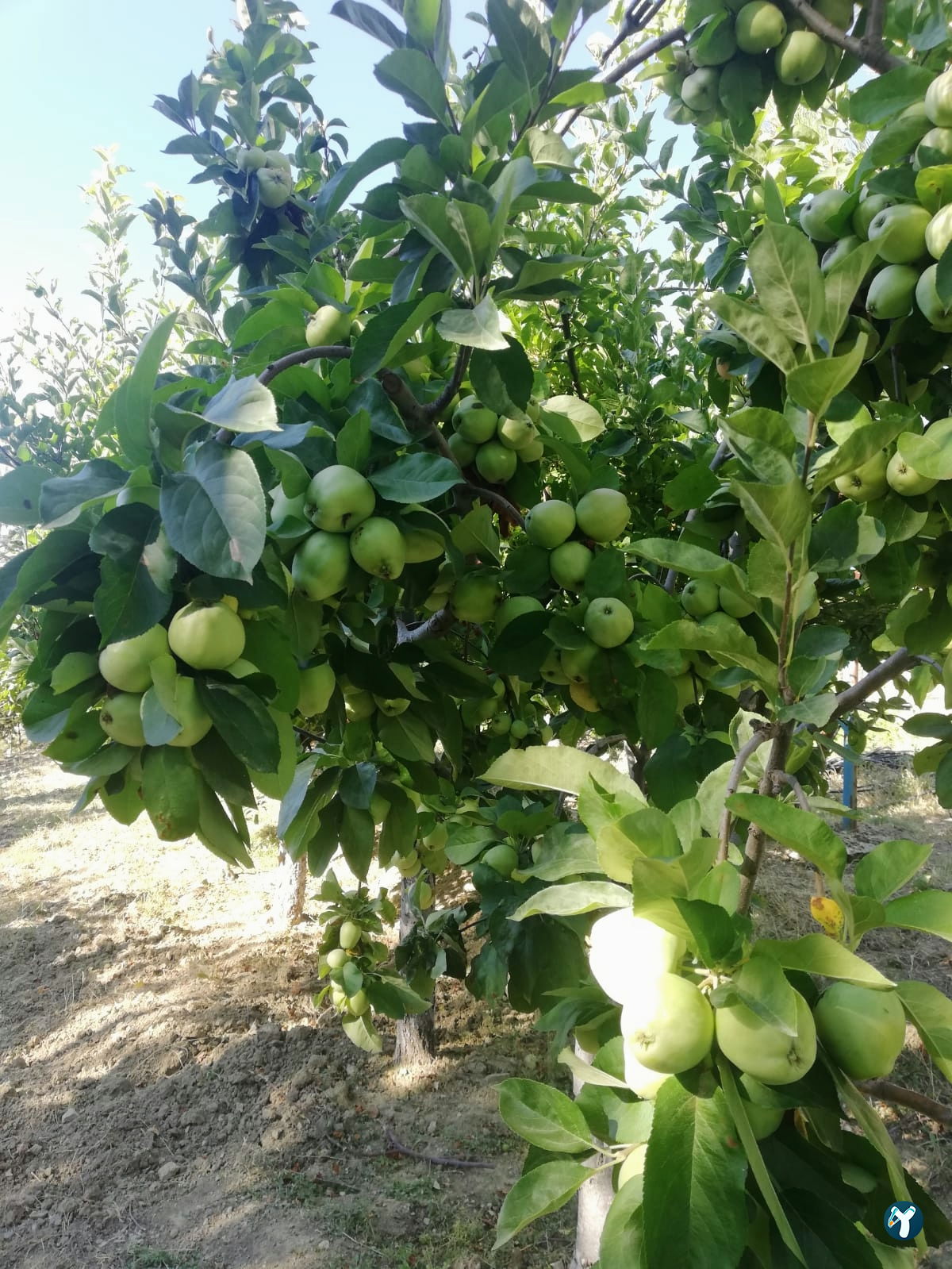 Doktorun Oteli - Kaplıca, Haymana