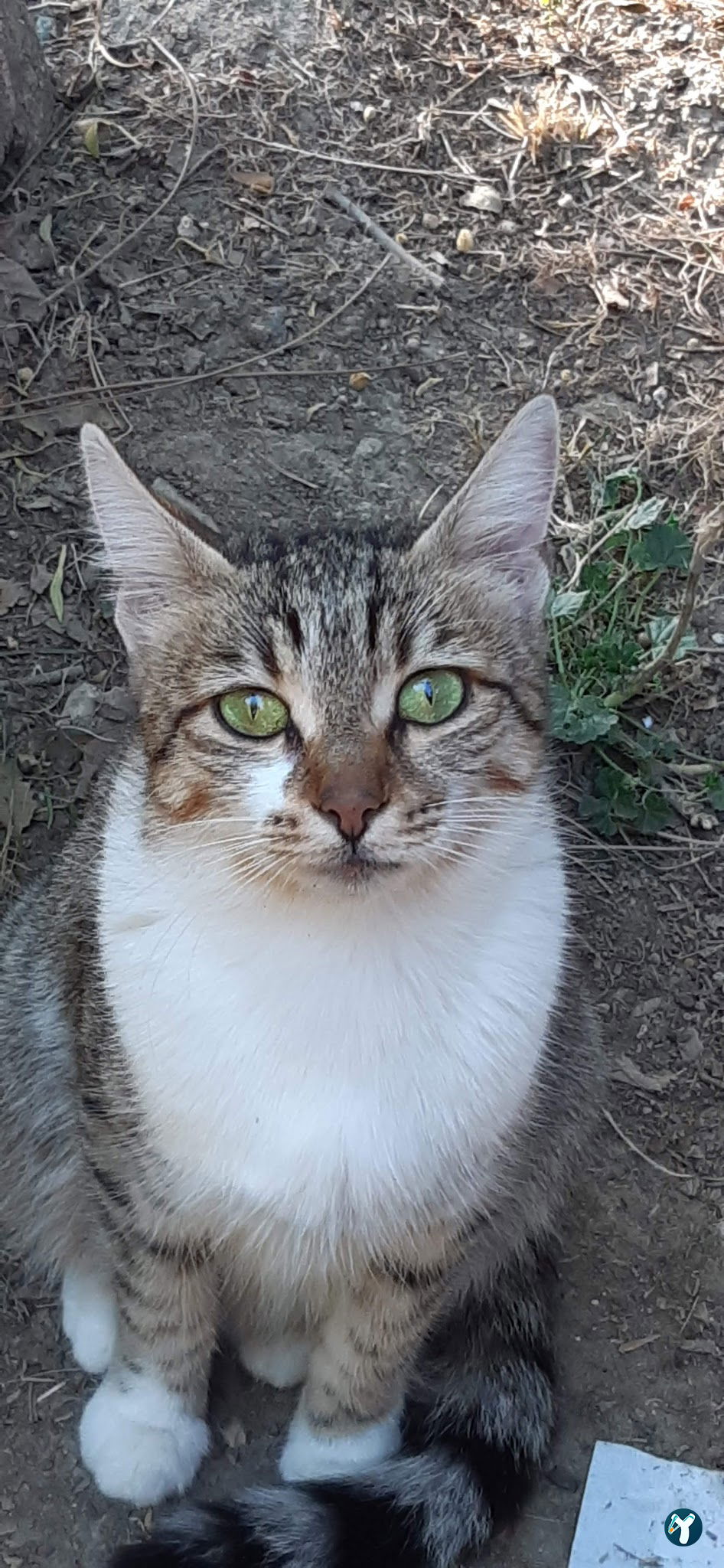 Güngör Et Lokantısı