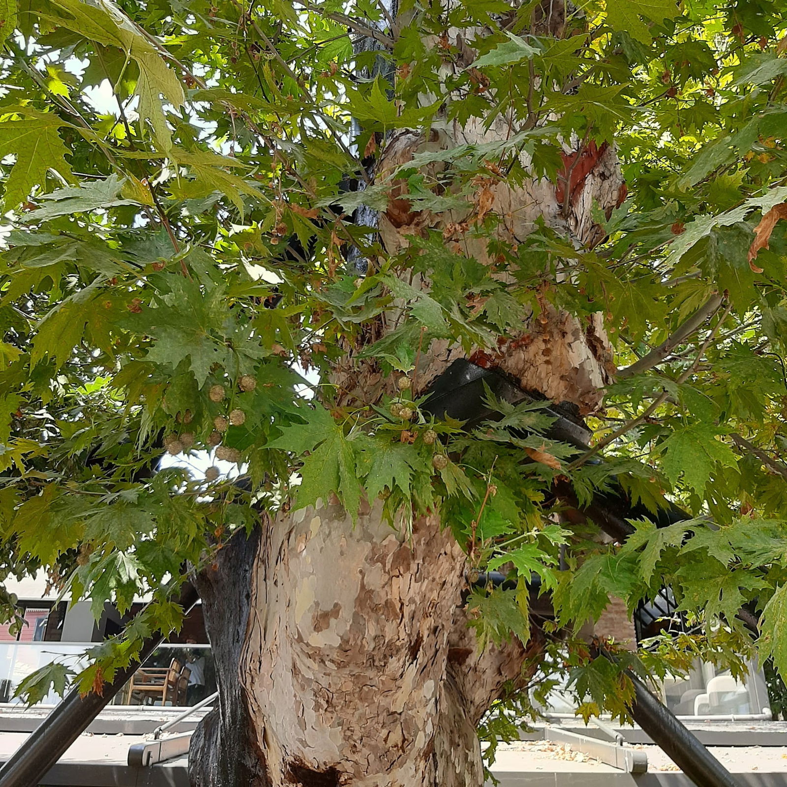 Köşk-Ü Âlâ Cafe