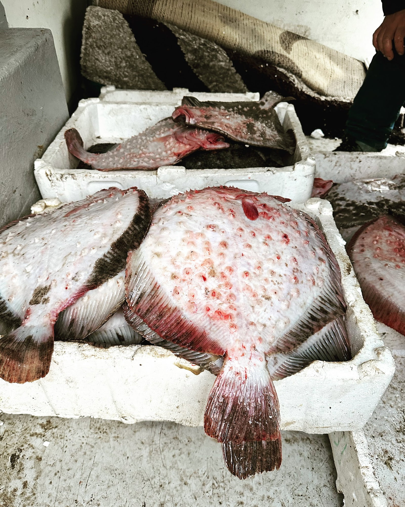 İskele Balık (Tuzla Sahil)