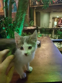 Küp Saklı Bahçe Kadıköy resimleri