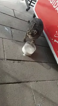 İnci Büfe resimleri