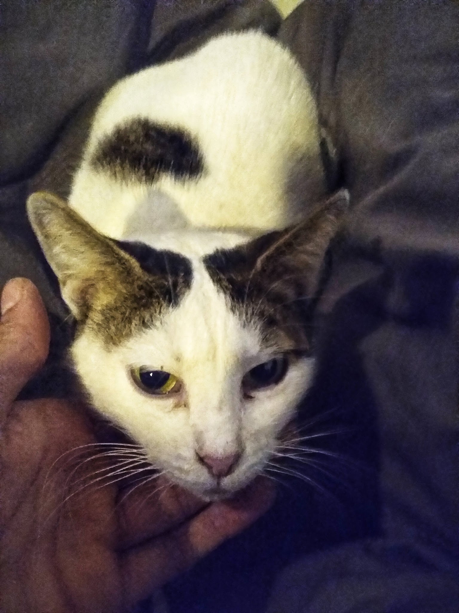 Üzüm Şeftali̇ Cafe