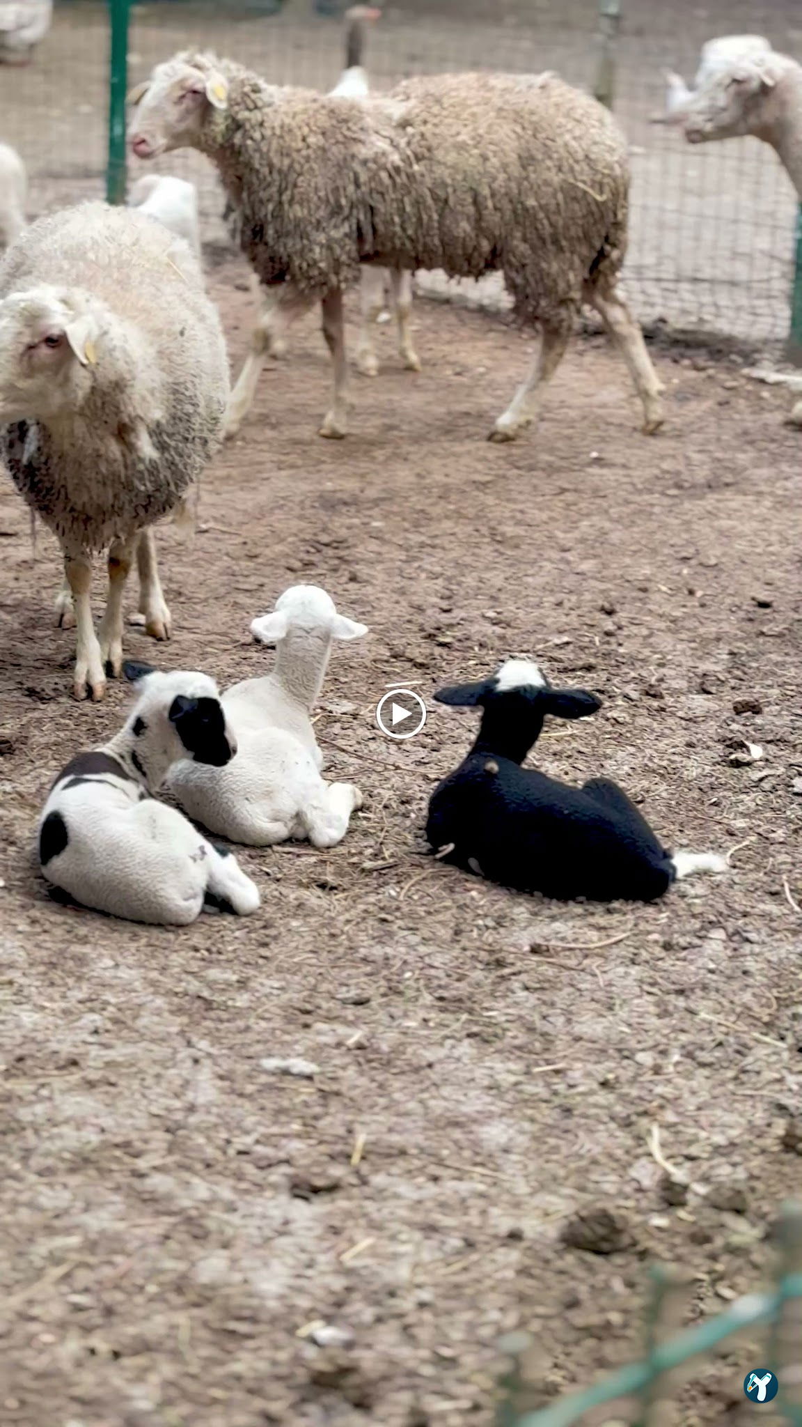 Can Usta Et Mangal Kasap