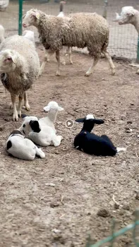Can Usta Et Mangal Kasap resimleri
