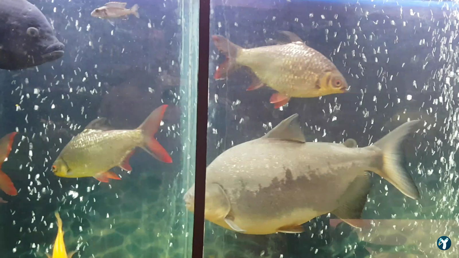 Birinci Kordon Balık Restoran