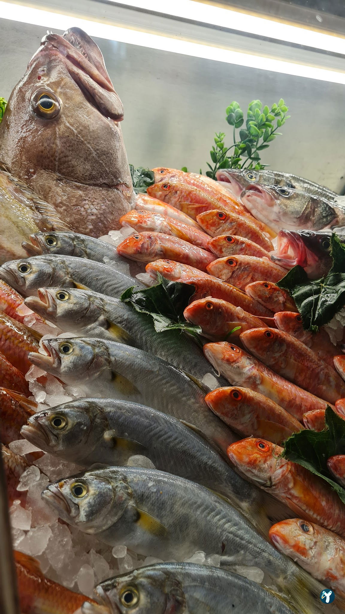 Birinci Kordon Balık Restoran