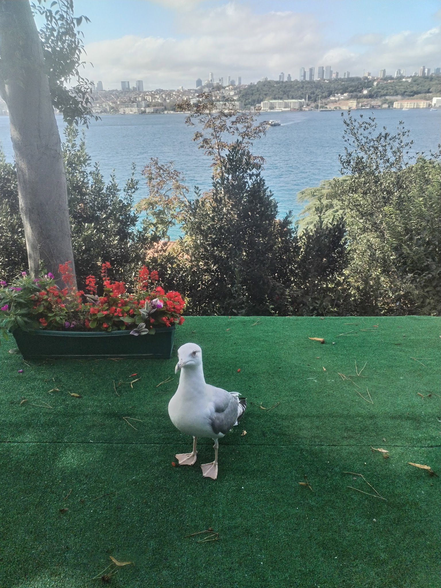 Yeşi̇l Mavi̇ Cafe