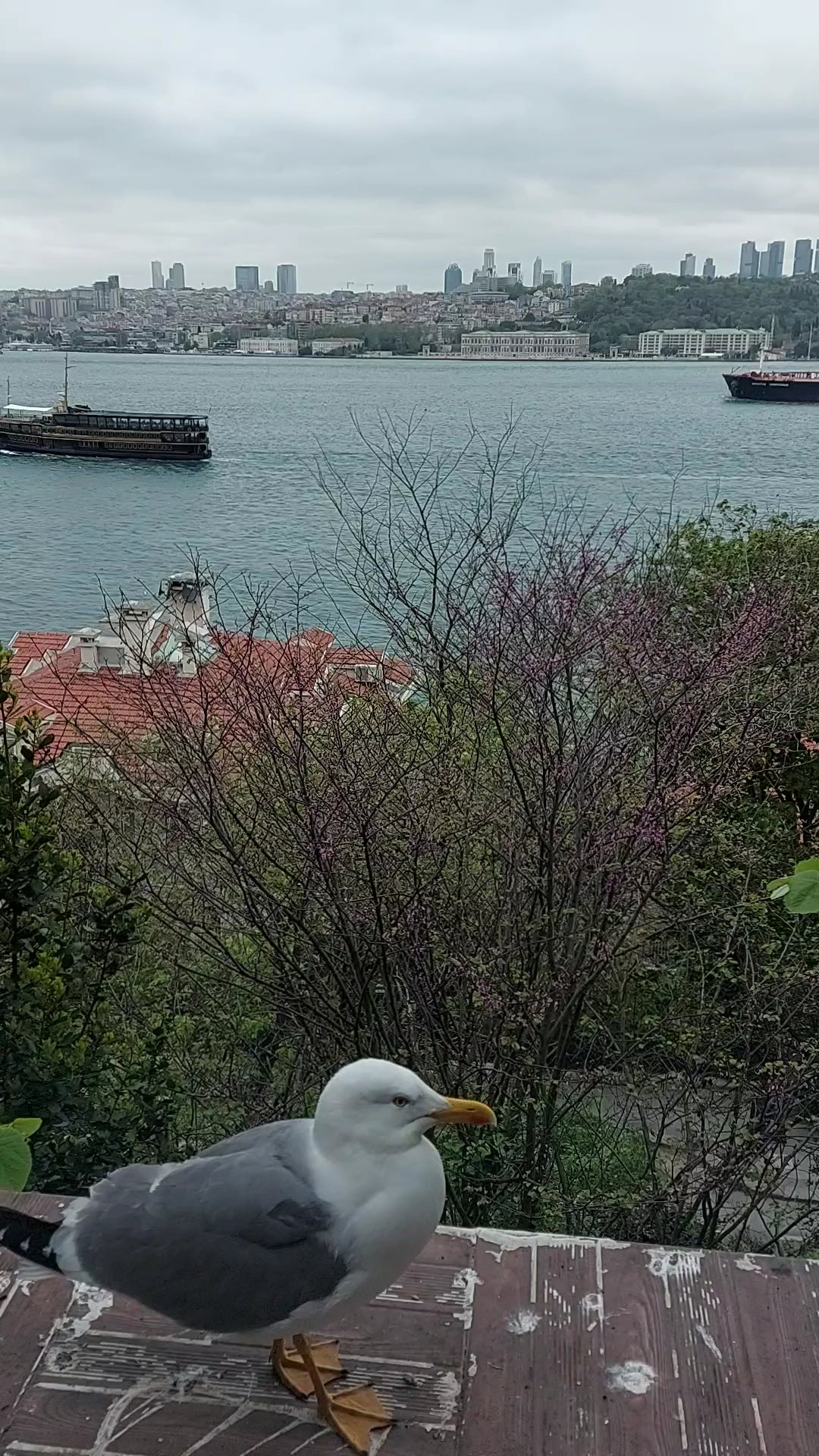 Yeşi̇l Mavi̇ Cafe