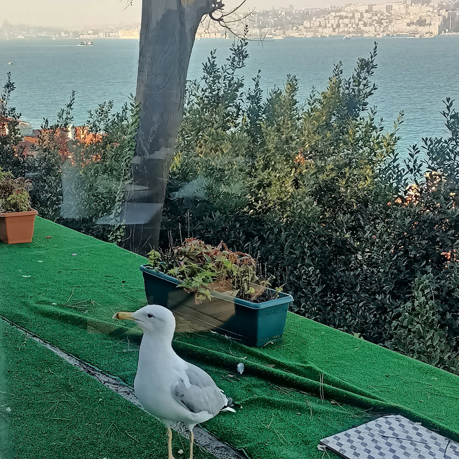 Yeşi̇l Mavi̇ Cafe