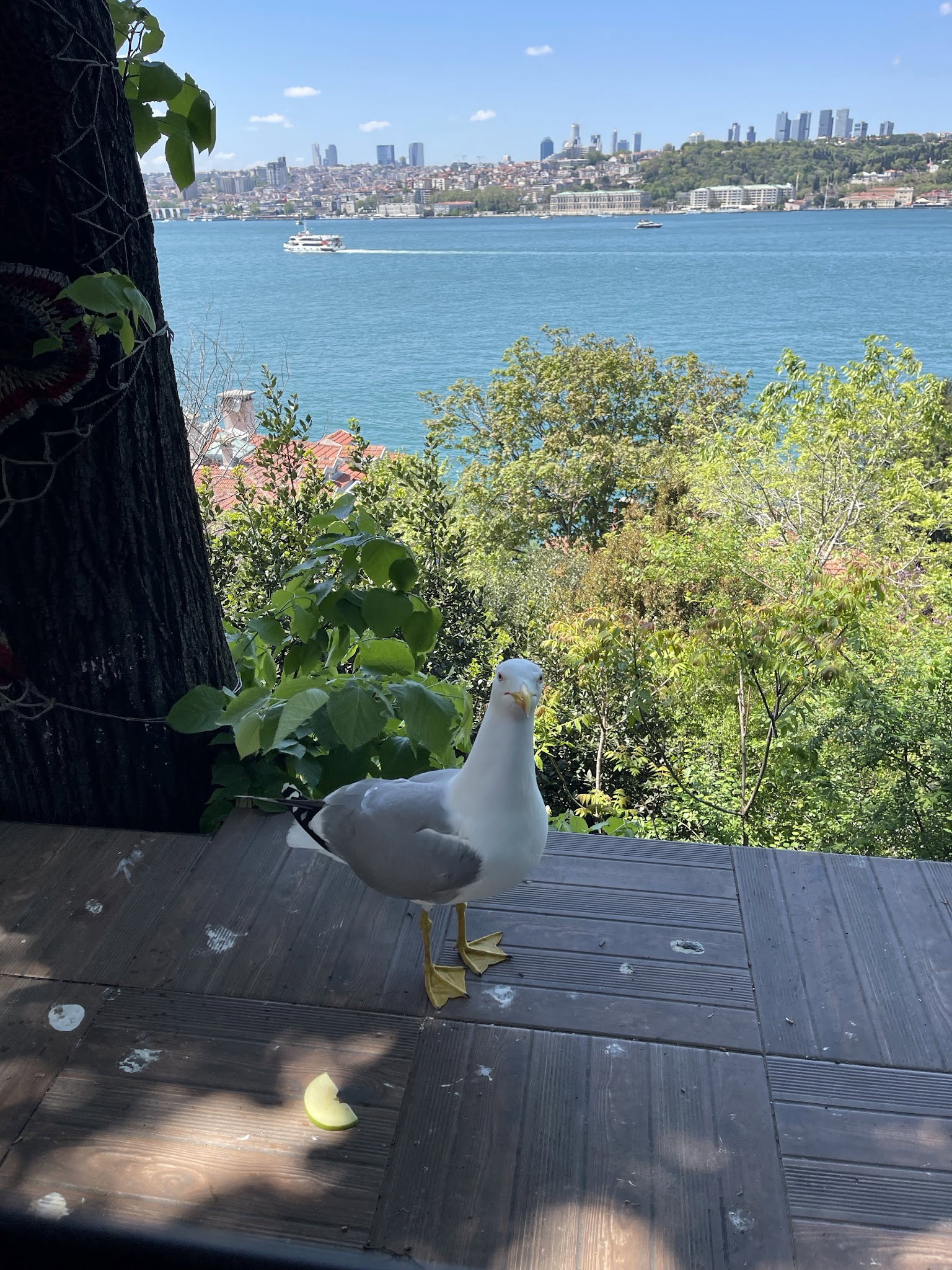 Yeşi̇l Mavi̇ Cafe